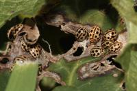 Tytthaspis sedecimpunctata
