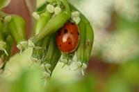 Adalia decempunctata