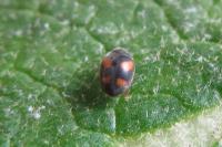 Nephus quadrimaculatus