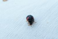 Adalia decempunctata