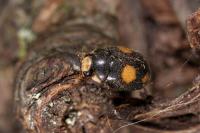 Platynaspis luteorubra