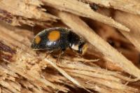 Platynaspis luteorubra