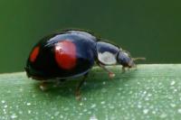 Harmonia axyridis