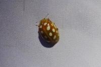 Halyzia sedecimguttata