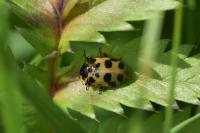Hippodamia tredecimpunctata