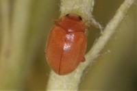 Rhyzobius litura
