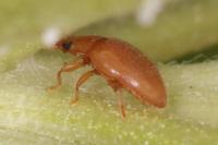 Rhyzobius litura