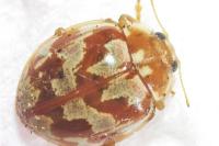 Myrrha octodecimguttata
