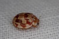 Myrrha octodecimguttata