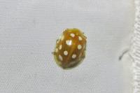 Halyzia sedecimguttata