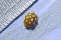 Halyzia sedecimguttata