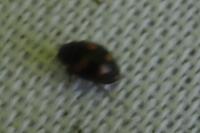Nephus quadrimaculatus