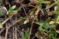 Tytthaspis sedecimpunctata