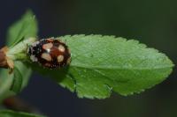 Adalia decempunctata
