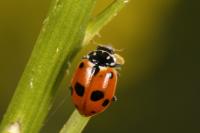 Hippodamia variegata