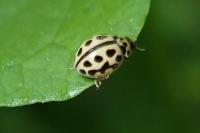 Tytthaspis sedecimpunctata