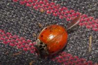 Adalia decempunctata