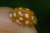 Halyzia sedecimguttata