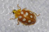 Halyzia sedecimguttata