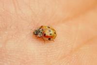 Adalia decempunctata