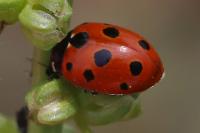 Coccinella undecimpunctata