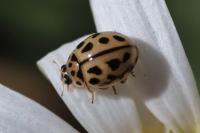 Tytthaspis sedecimpunctata