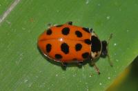 Hippodamia tredecimpunctata