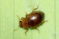 Coccidula rufa