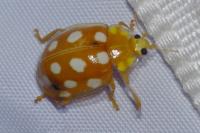 Halyzia sedecimguttata