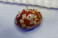 Myrrha octodecimguttata