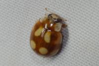 Adalia decempunctata