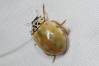 Adalia decempunctata
