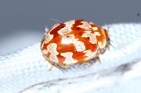 Myrrha octodecimguttata