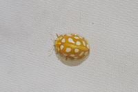 Halyzia sedecimguttata