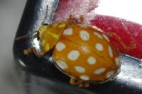 Halyzia sedecimguttata
