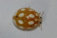 Calvia decemguttata