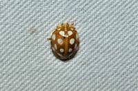 Halyzia sedecimguttata