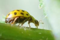 Psyllobora vigintiduopunctata