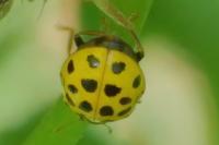 Psyllobora vigintiduopunctata