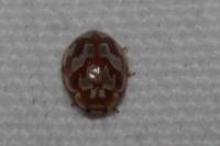 Myrrha octodecimguttata