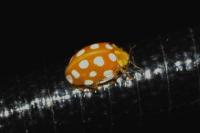 Halyzia sedecimguttata
