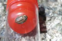 Aphidecta obliterata