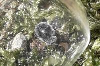 Rhyzobius forestieri