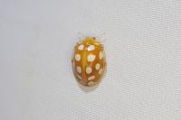 Halyzia sedecimguttata