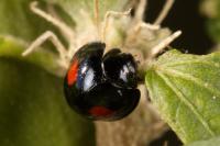 Chilocorus renipustulatus