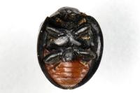 Chilocorus renipustulatus