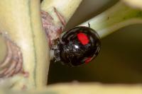 Chilocorus renipustulatus