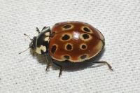 Anatis ocellata