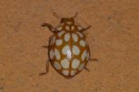 Sospita vigintiguttata