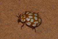 Sospita vigintiguttata
